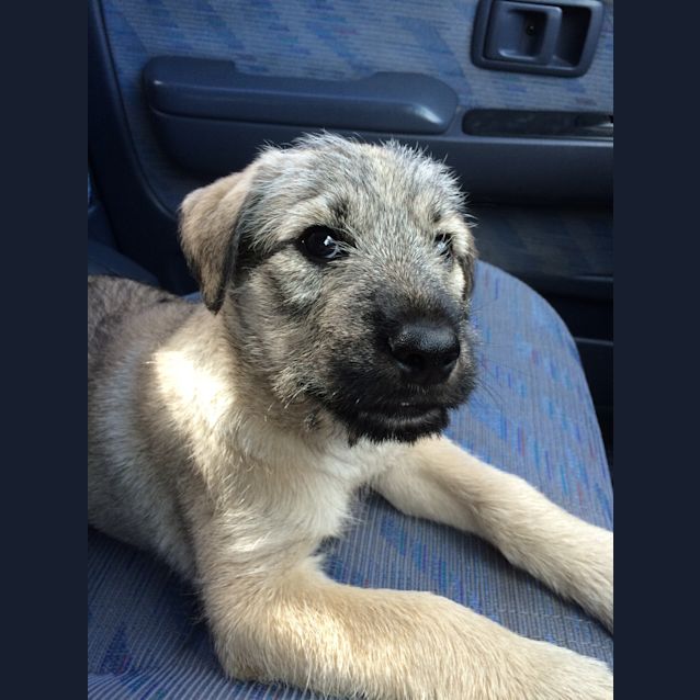 Photo of Gerry (Cat/Child/Dog Friendly)