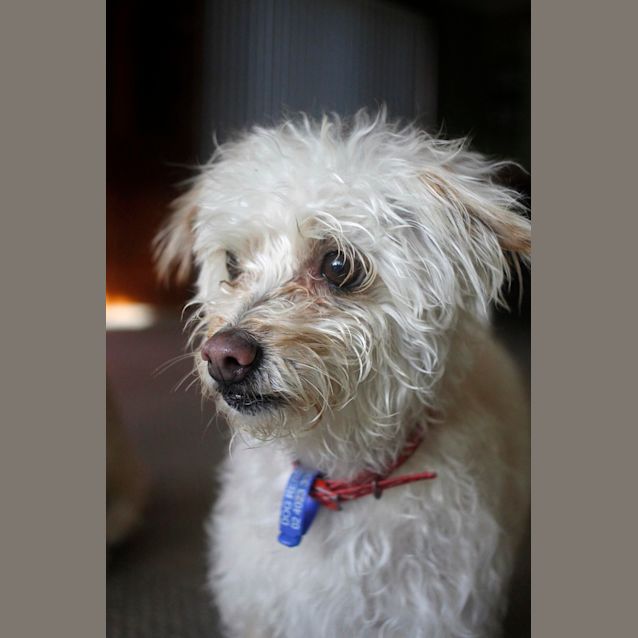Photo of Bella & Chase ~ Maltese X ~ (Pn Trial 17/8/15)