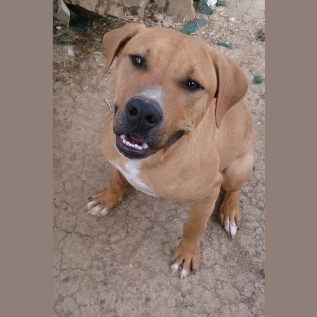 Photo of Denver (At Rspca Big Adopt Day Sept 19 Brisbane)