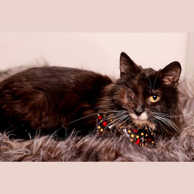 Photo of Sylvester