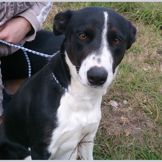 Photo of Taylor (Adoption Pending)