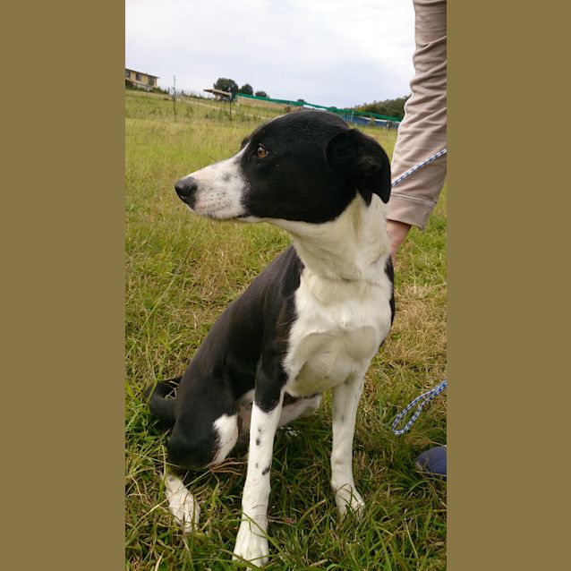 Photo of Taylor (Adoption Pending)