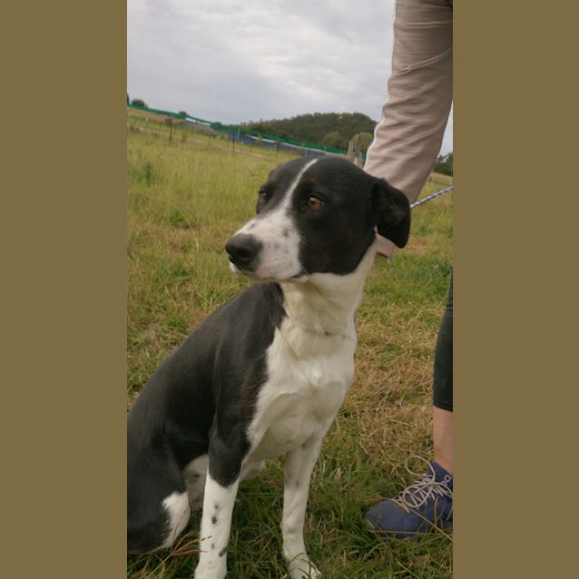 Photo of Taylor (Adoption Pending)