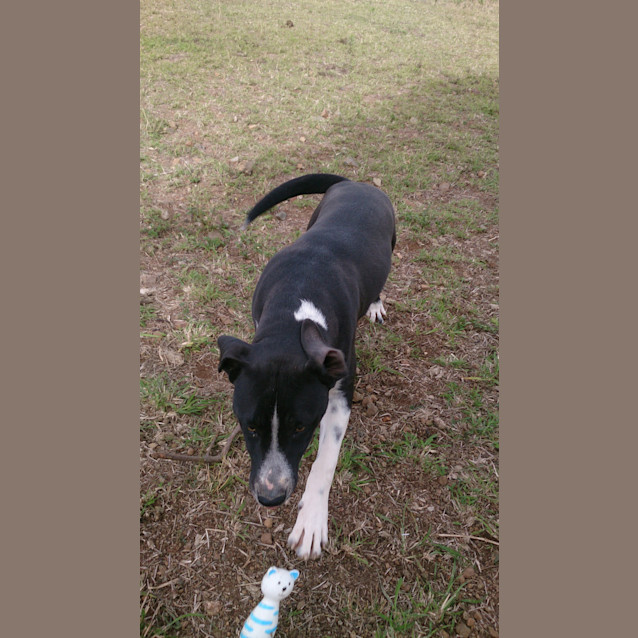 Photo of Louis (Adoption Pending)