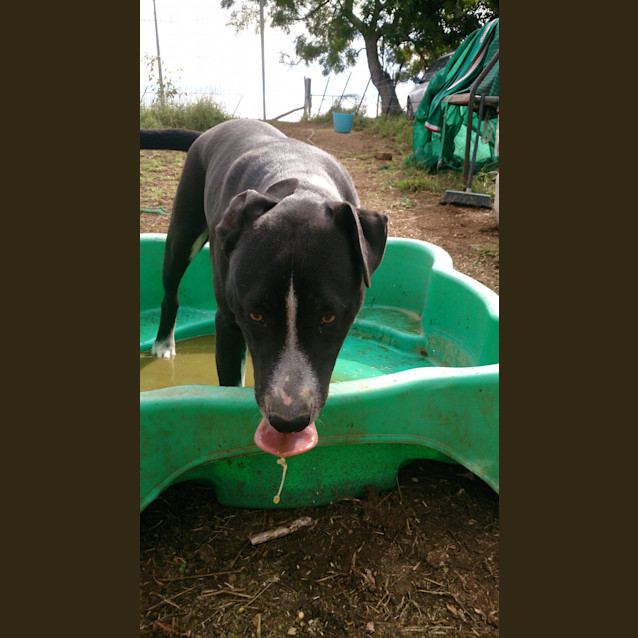 Photo of Louis (Adoption Pending)