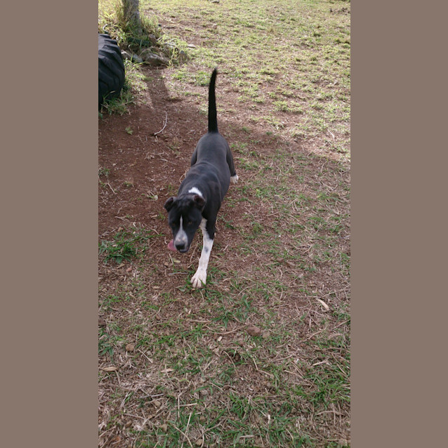 Photo of Louis (Adoption Pending)