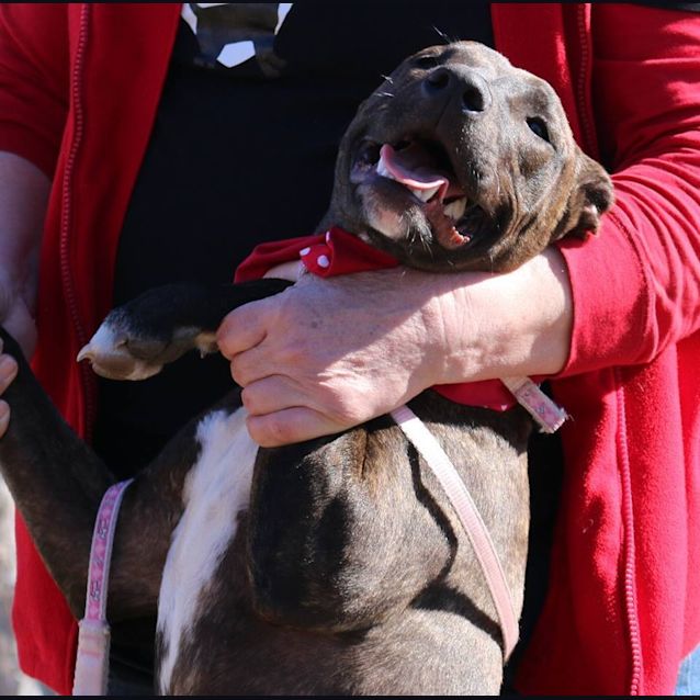 Photo of Ash (Adoption Pending)