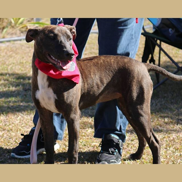 Photo of Ash (Adoption Pending)