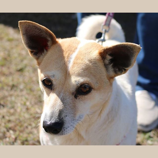 Photo of Lulu (Adoption Pending)