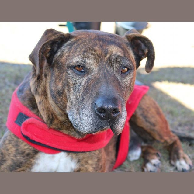 Photo of Major (At Rspca Big Adopt Day Sept 19 Brisbane)