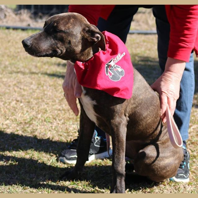 Photo of Ash (Adoption Pending)