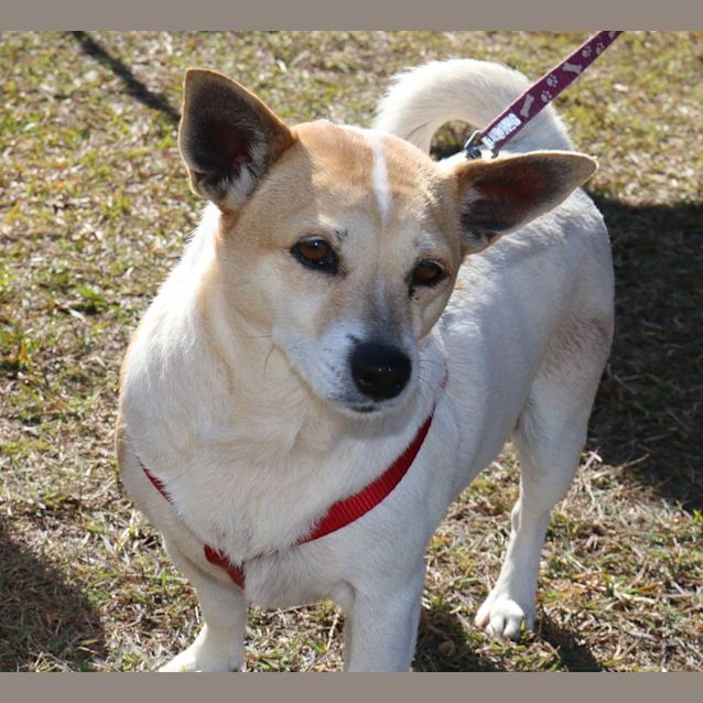 Photo of Lulu (Adoption Pending)