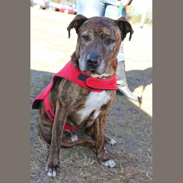 Photo of Major (At Rspca Big Adopt Day Sept 19 Brisbane)