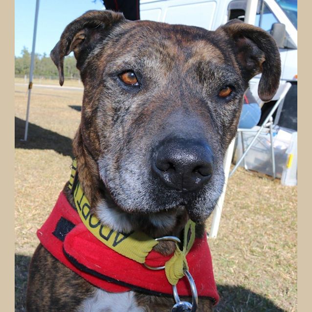 Photo of Major (At Rspca Big Adopt Day Sept 19 Brisbane)