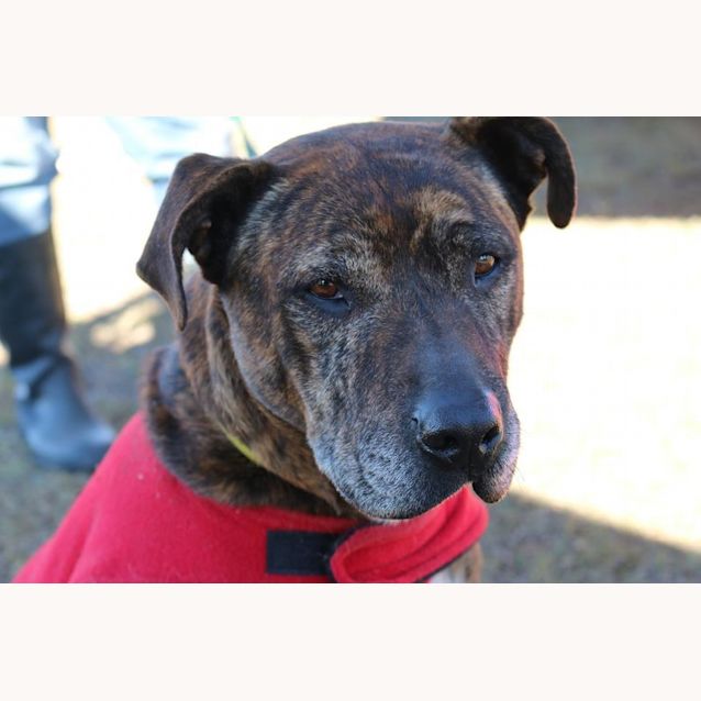 Photo of Major (At Rspca Big Adopt Day Sept 19 Brisbane)