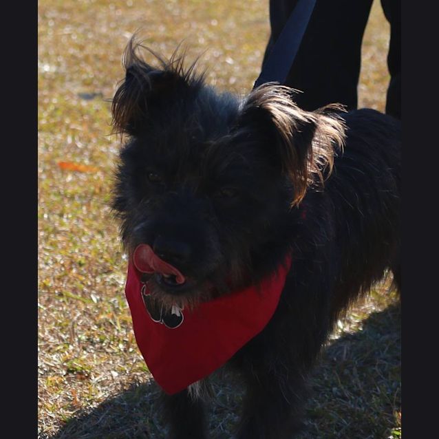 Photo of Sergeant Bilko (Adoption Pending)