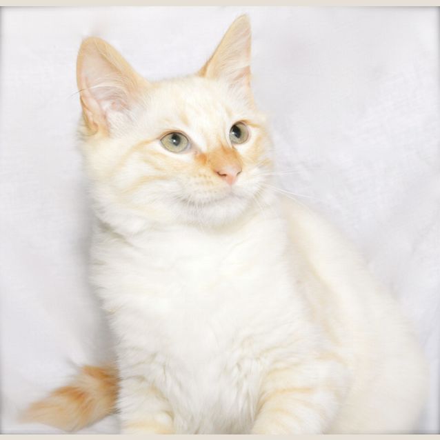Photo of "Flash" (And "Fenix") Purrfect Match 