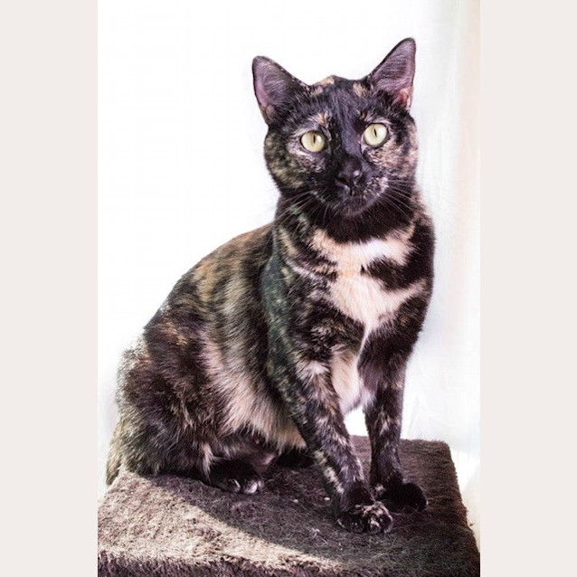 Photo of "Nyssa" Purrfect Match 