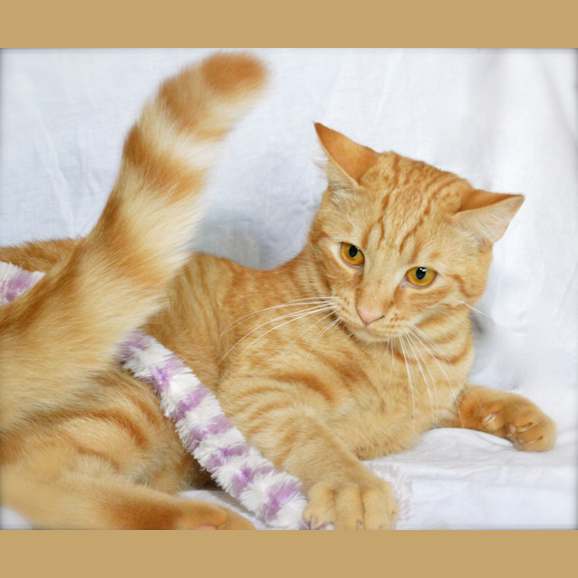 Photo of "Fenix (And Flash)"   Purrfect Match 