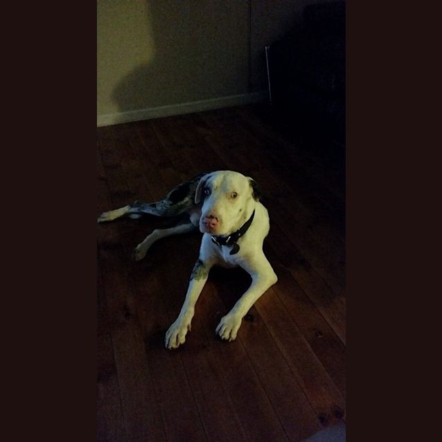 Photo of Yoda
