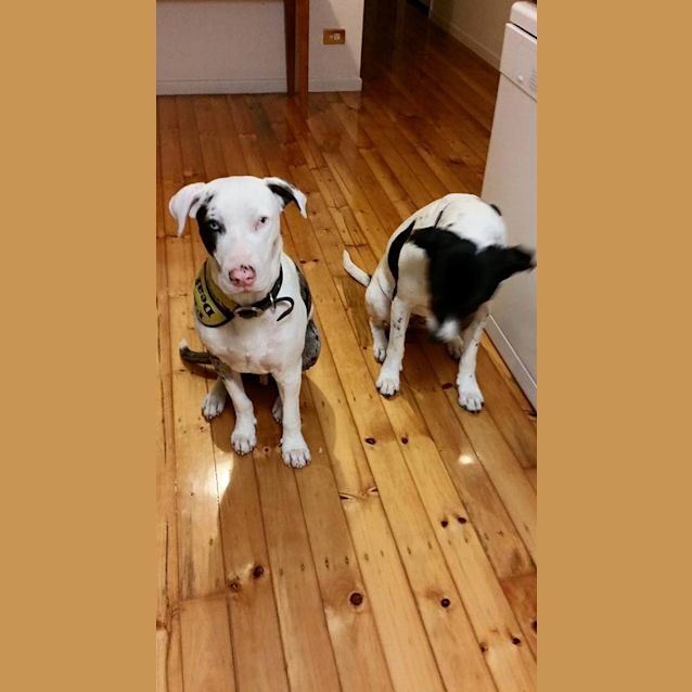 Photo of Yoda
