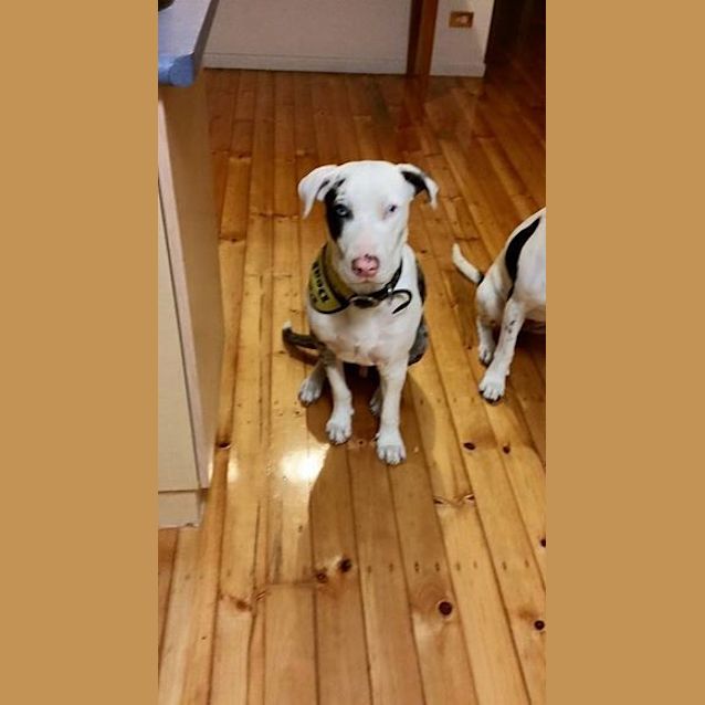 Photo of Yoda