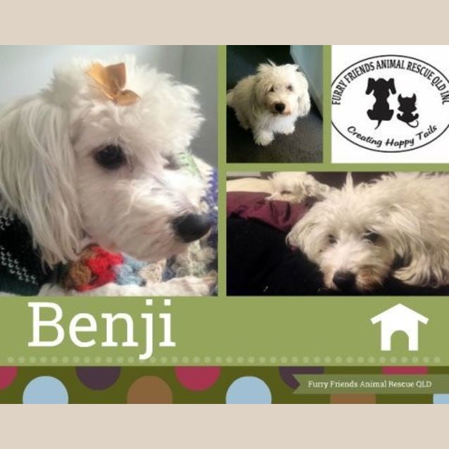 Photo of Benji
