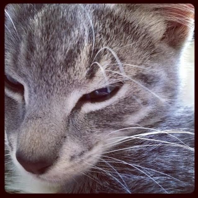 Photo of Monet    Kitten Kapers Rescue