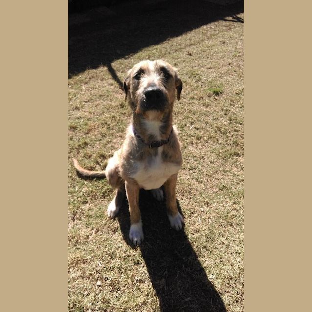 Photo of Honey
