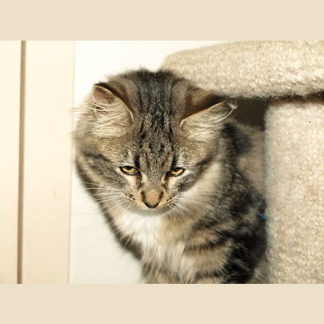 Photo of Kitten Tiddles