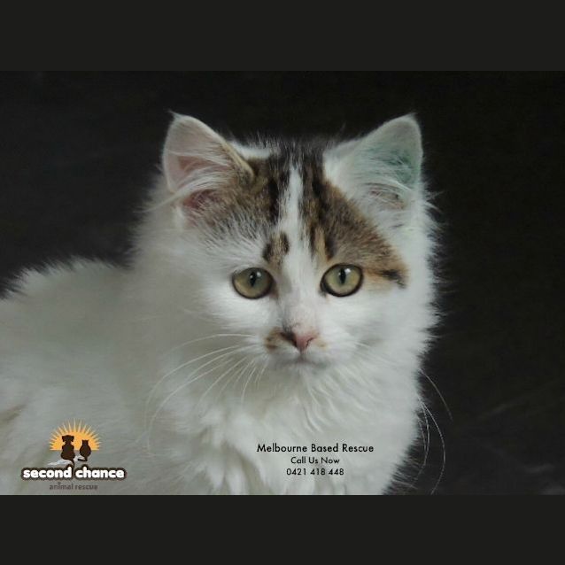 Photo of Baby Doll