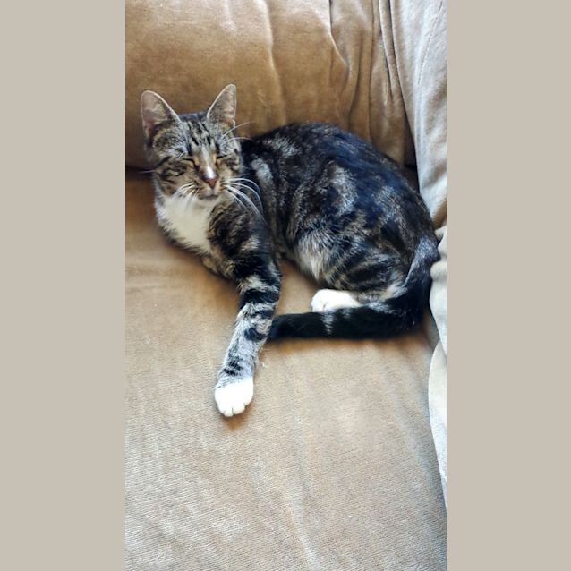 Photo of Juno
