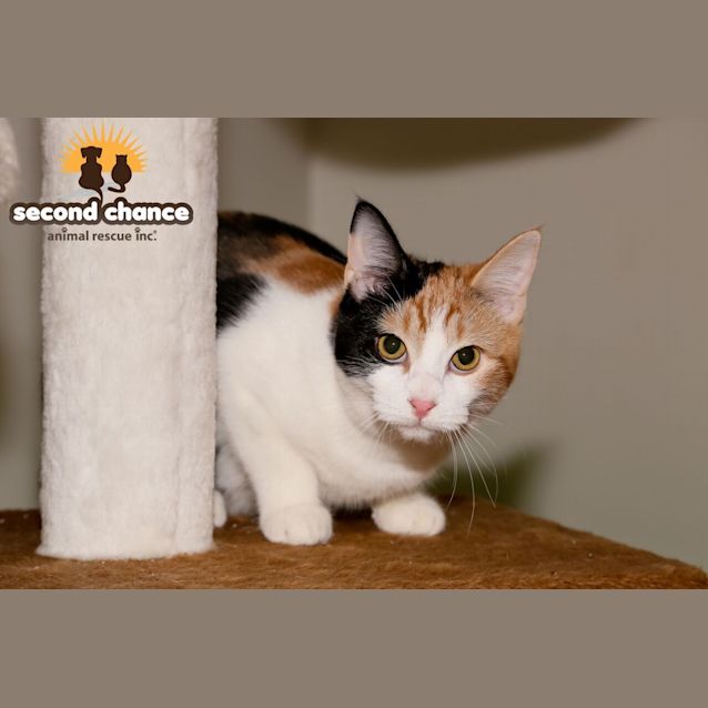 Photo of Apricot