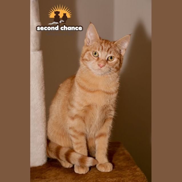 Photo of Mango
