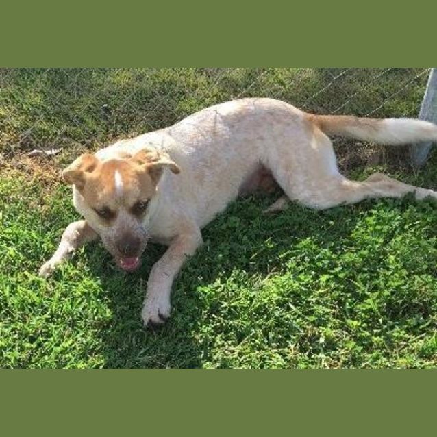 Photo of Rusty