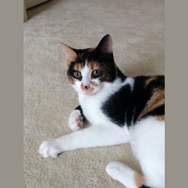 Photo of Quinn @ The Pet House, Erina From 31/7
