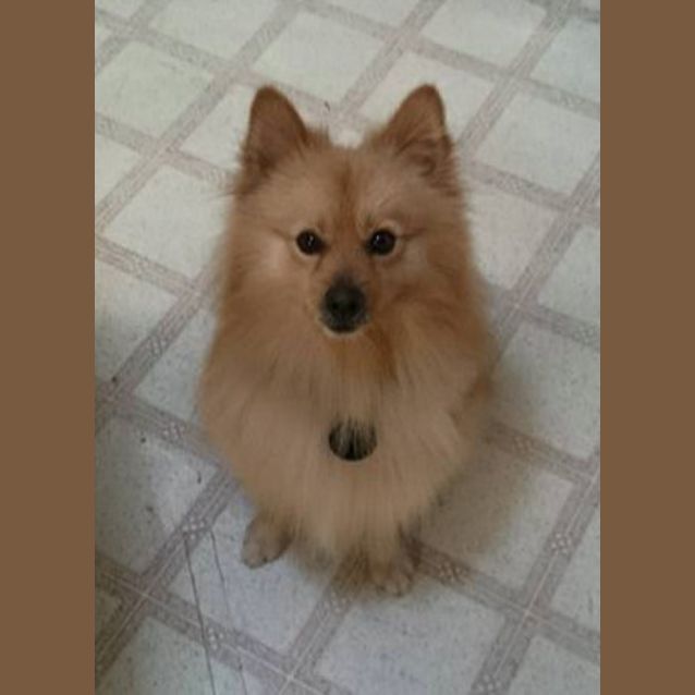 Photo of Simba Dl1060