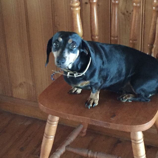 Photo of Chillie
