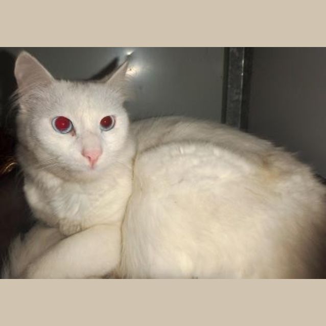 Photo of Echo