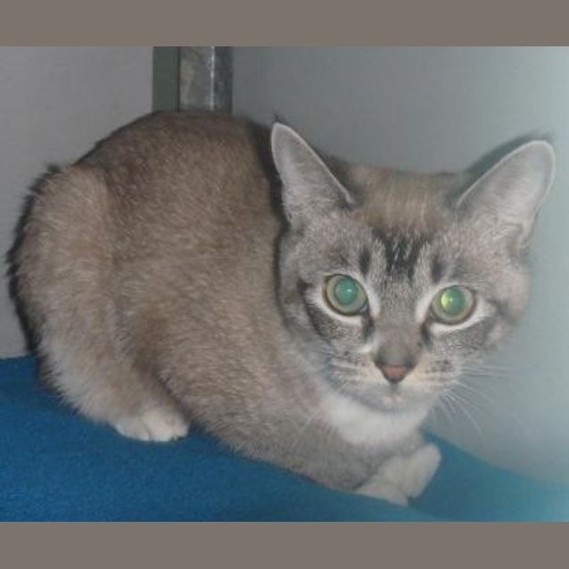 Photo of Tiger Lily