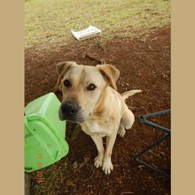 Photo of Bo'jangles (At Rspca Big Adopt Day Sept 19 Brisban