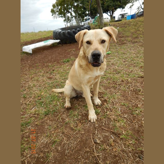 Photo of Bo'jangles (At Rspca Big Adopt Day Sept 19 Brisban