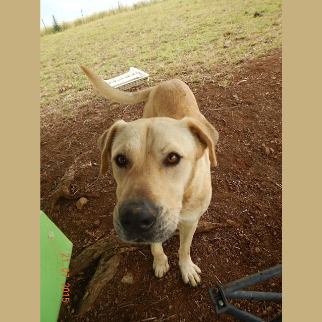 Photo of Bo'jangles (At Rspca Big Adopt Day Sept 19 Brisban