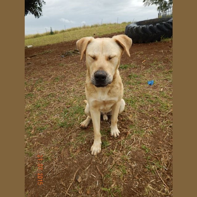 Photo of Bo'jangles (At Rspca Big Adopt Day Sept 19 Brisban