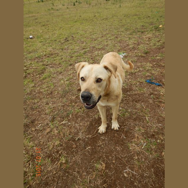 Photo of Bo'jangles (At Rspca Big Adopt Day Sept 19 Brisban