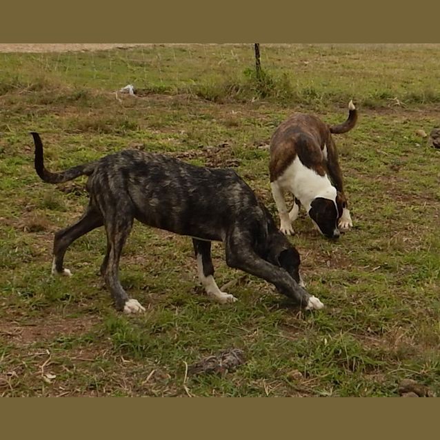 Photo of Bomber (Adoption Pending)