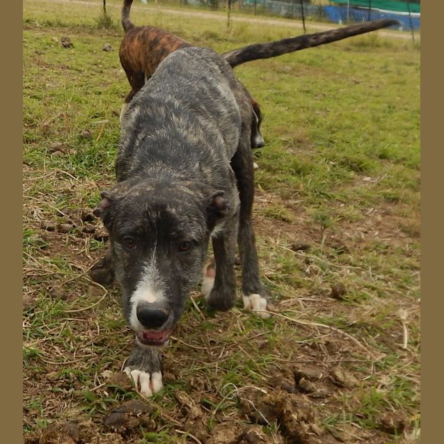 Photo of Bomber (Adoption Pending)