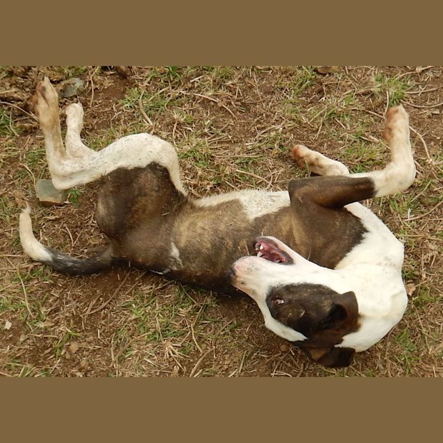 Photo of Bunny (Adoption Pending)