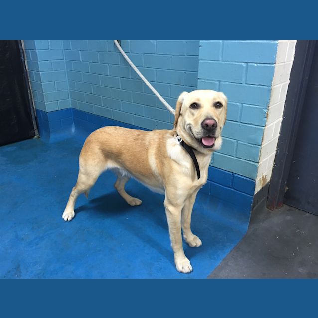 Photo of Honey