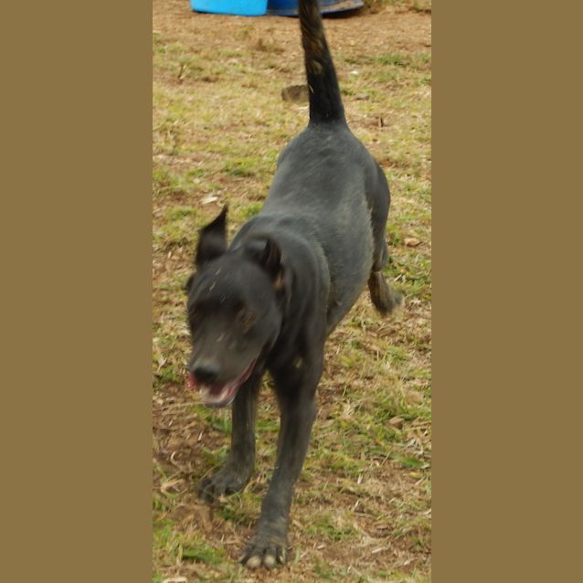 Photo of Clay (Adoption Pending)